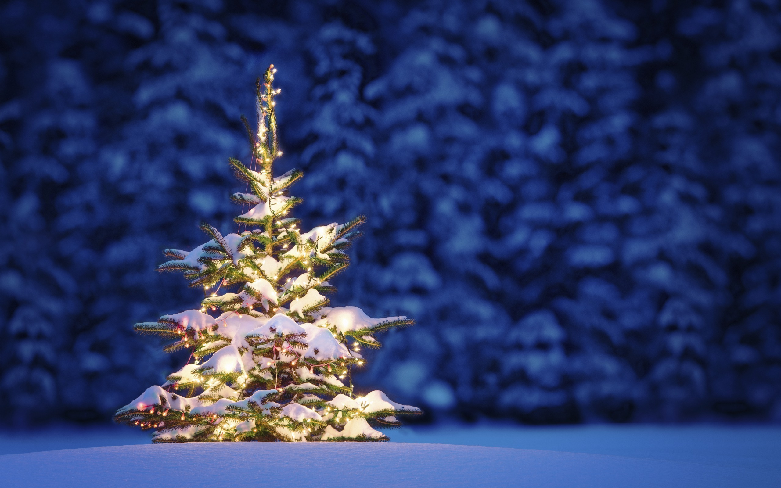 Beautiful-Christmas-Tree-Wallpapers-9.jpg