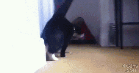 sup-dawgi-mean-cat