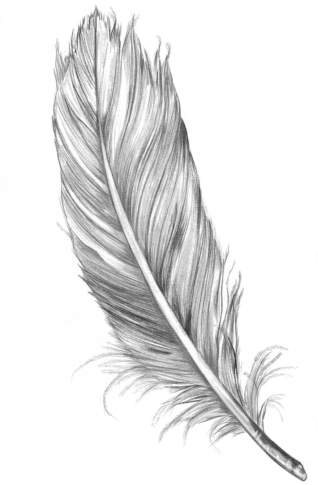 Feather.jpg