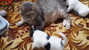 covered-in-puppies
