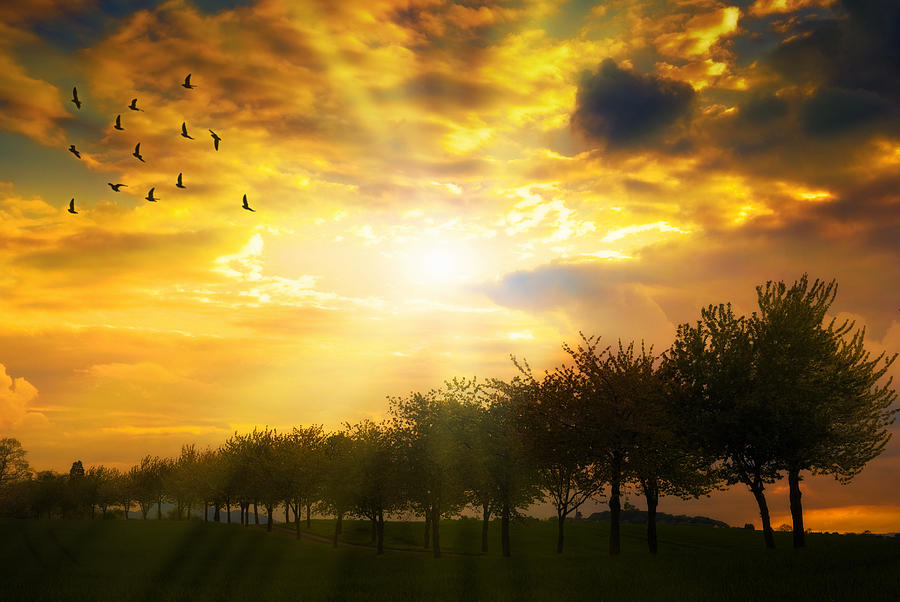 sunrise-over-tree-line-christopher-elwell.jpg