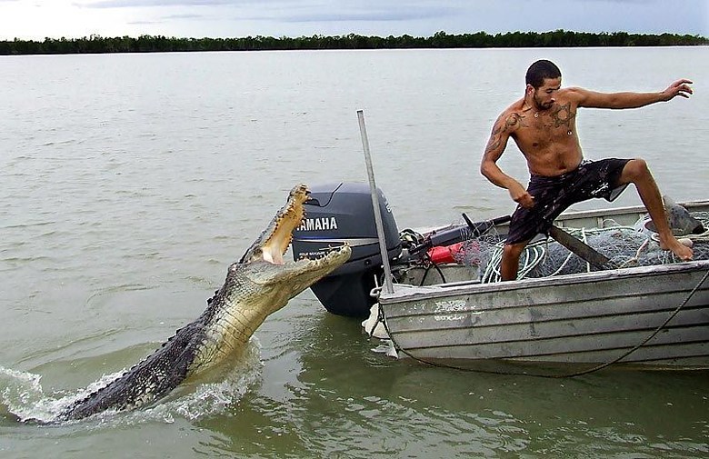 gator-bait_2.jpg