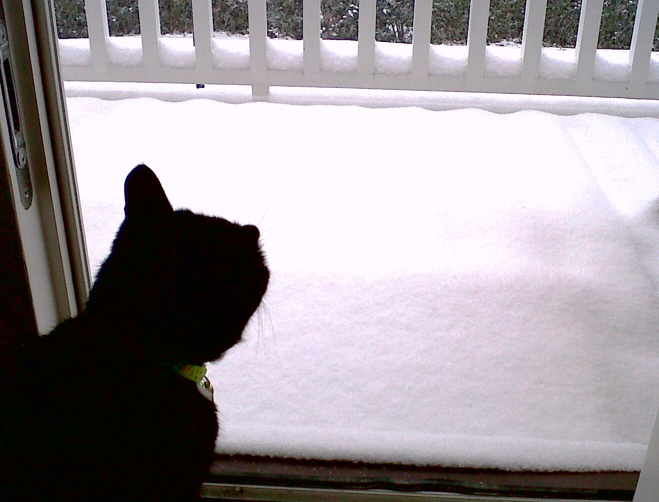 kirby-looking-at-snow-dec-2nd-20101.jpg