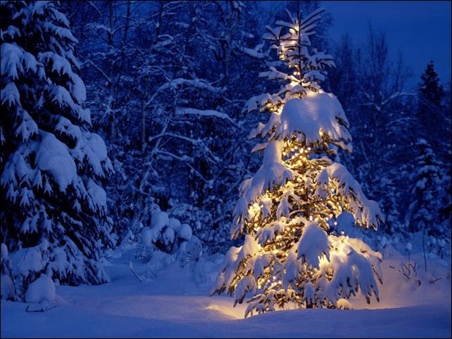 snow-covered-christmas-tree3.jpg