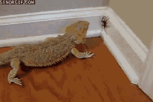 i-shall-protect-you-human