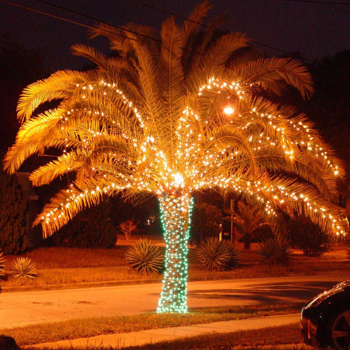 Christmas-Tree.jpg