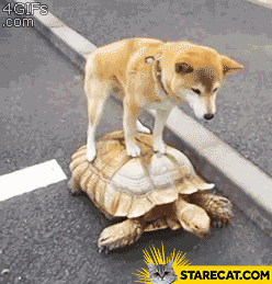 dog-riding-a-turtle.gif