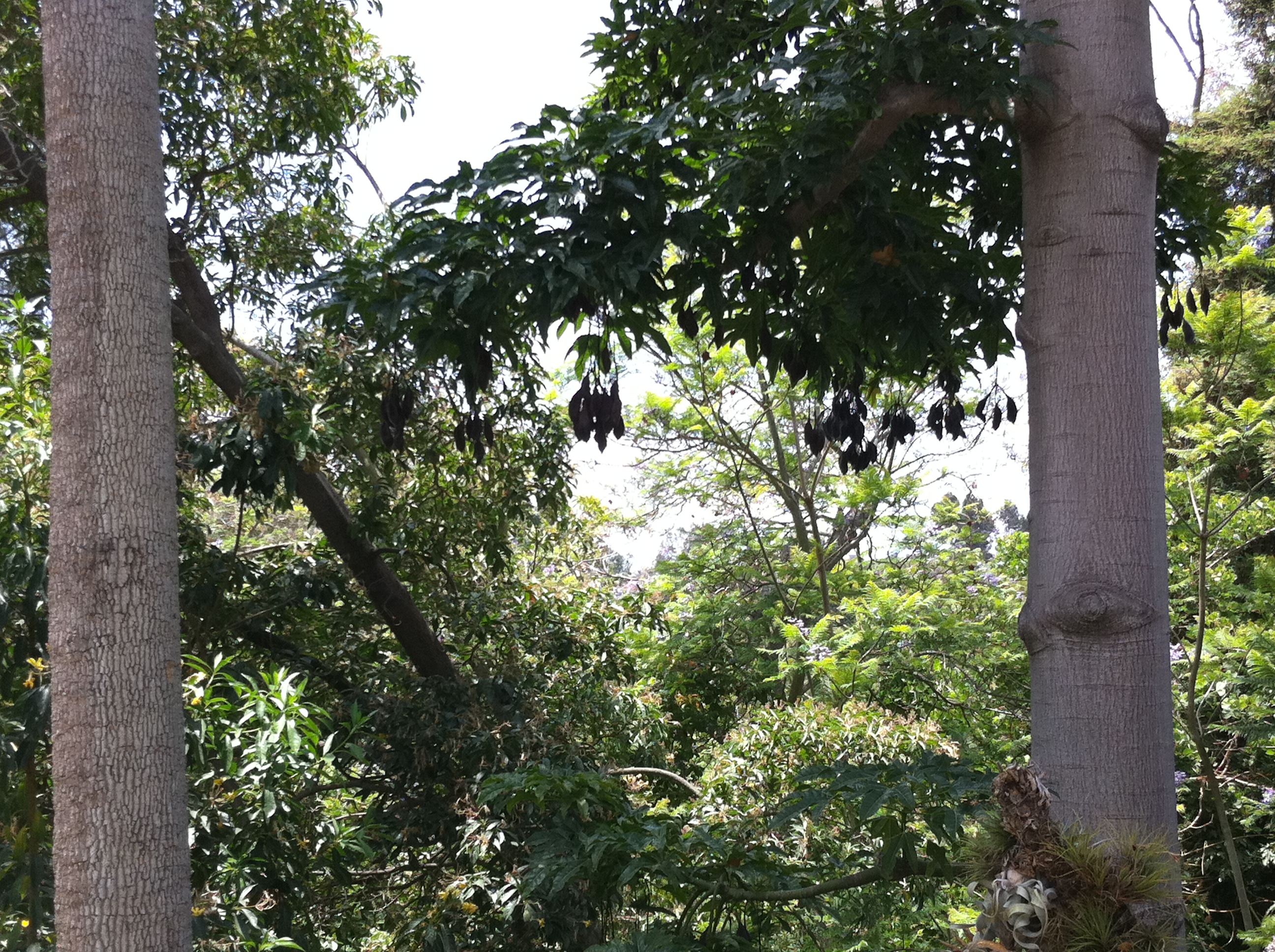 San_Diego_Zoo_Trees_Landscape.jpg