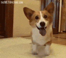 funny-gif-corgi-jumping-ball.gif
