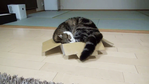 my-pet-box