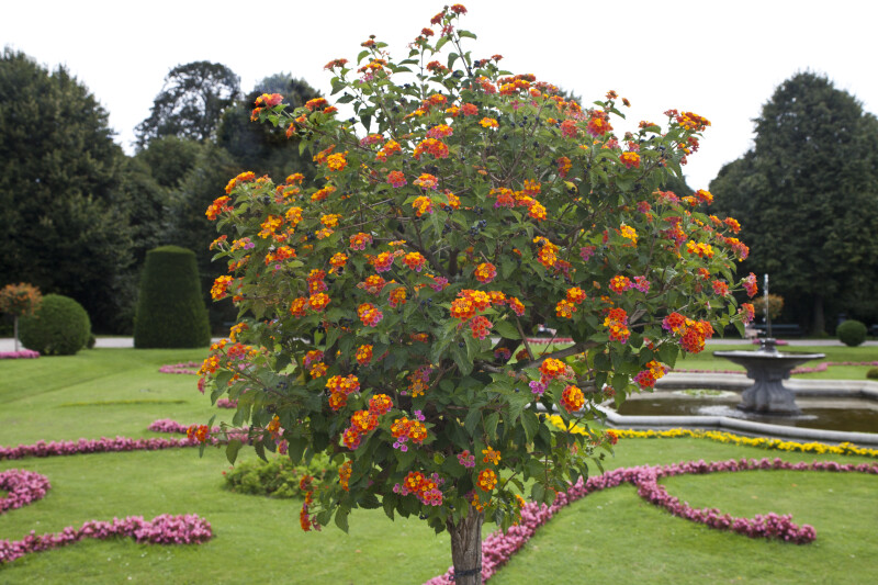 flowering-tree_medium.jpg