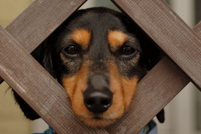 cute-dog.png