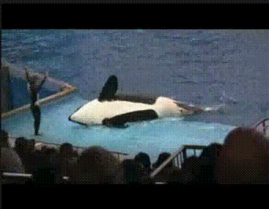 how-could-you-portray-us-shamu