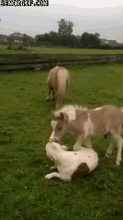 pony-and-dog-play