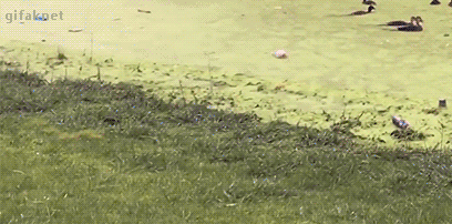 8fKFlsD.gif