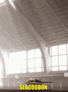 elephant-trampoline.gif