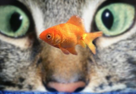 1363581-bigthumbnail.jpg