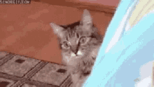 international-cat-day-hi.gif