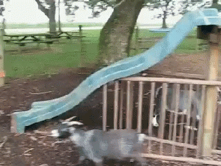 slide-goat.gif