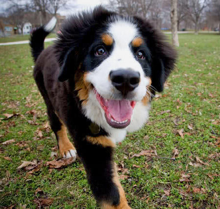 bernese.jpg