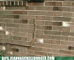 snake-climb