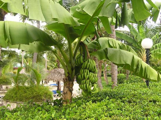 banana-trees.jpg