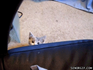 slide_352204_3811522_free.gif