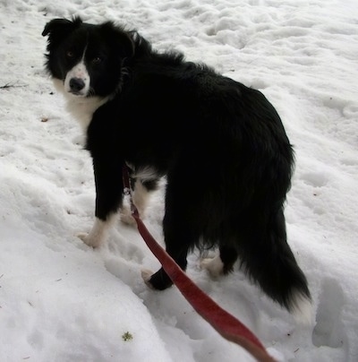 BorderCollieBoots1YearOldPurebredHerdingDog2.jpg
