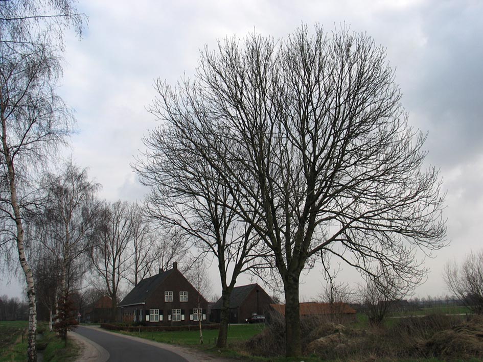 Gewone_es__Fraxinus_excelsior__Common_ash@1@img_8880sil.jpg