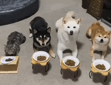 ready-steady-nom