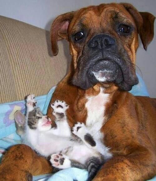 wpid-cat-saturday-28-photos9.jpg