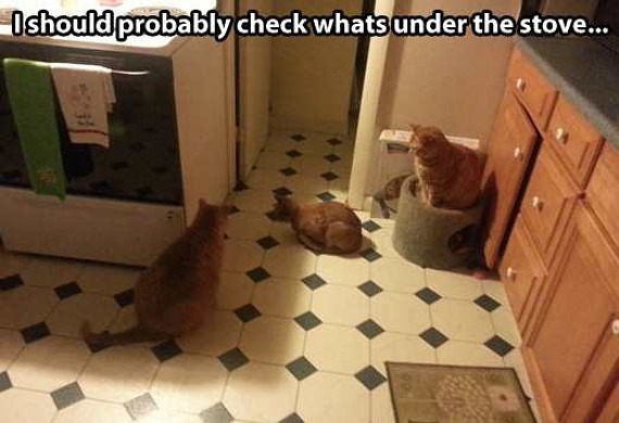 cats-staring-under-stove.jpg