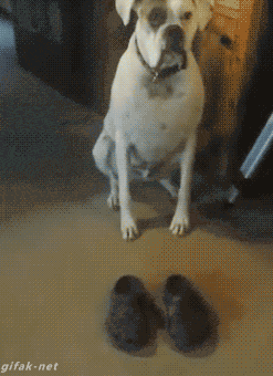 the-ole-pooch-shoe-scootch