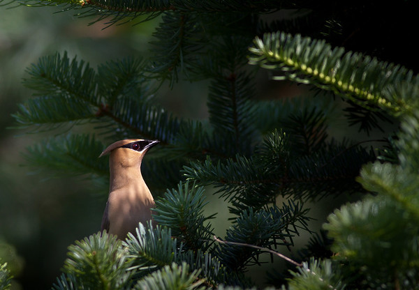 Cedar-Waxwing-9723-M.jpg