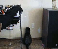 ani_laser-pointer-cat-wiggle.gif