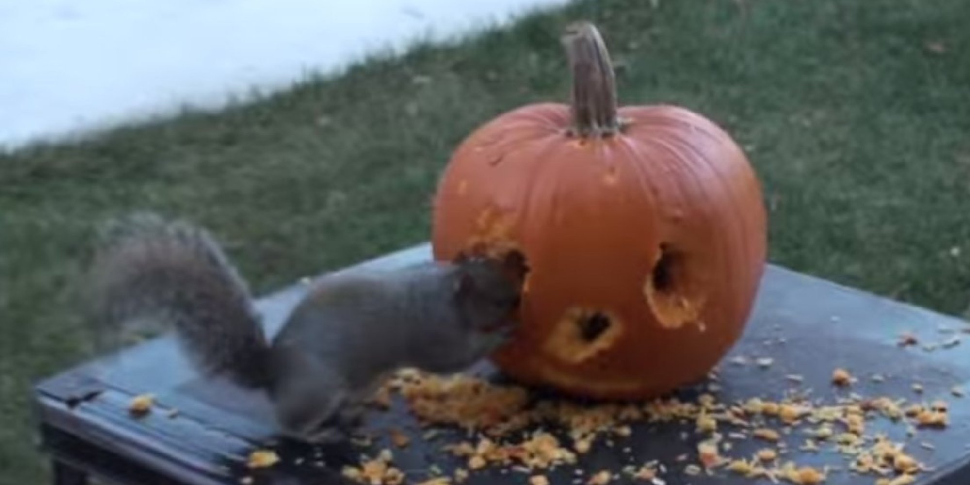 o-SQUIRREL-CARVES-PUMPKIN-facebook.jpg