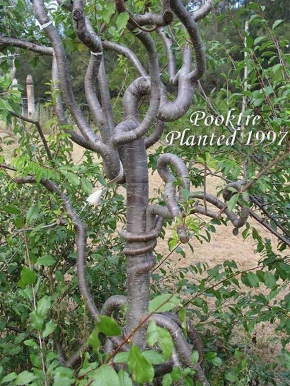 tree-shapes21.jpg