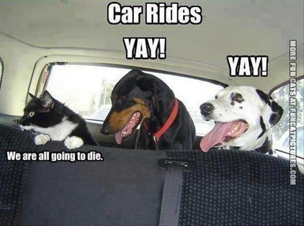 funny-cat-picture-car-rides-dogs-vs-cats