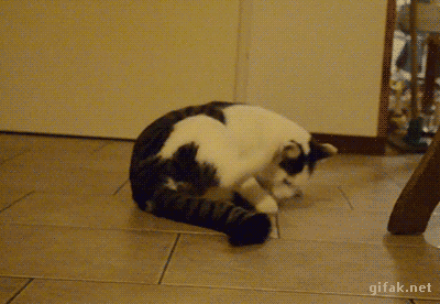 IZfL1vp.gif