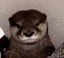otter-bored.gif