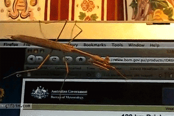 funny_animal_gif_animations_03.gif