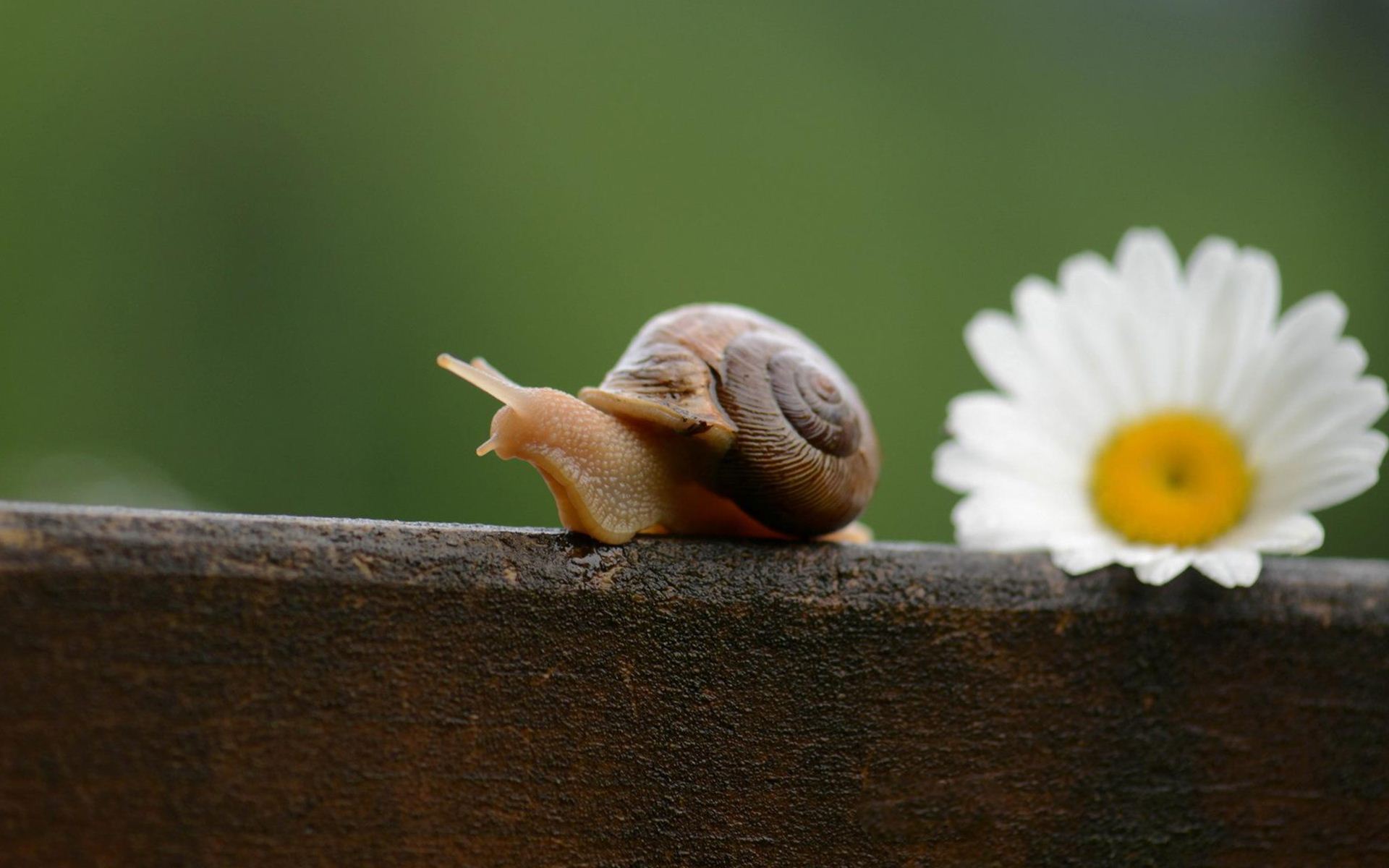 Cute-Snail-Wallpaper-HD-20035.jpg
