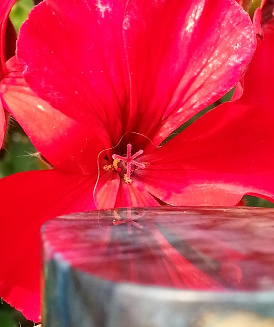 20640193520_f463240d90_z.jpg
