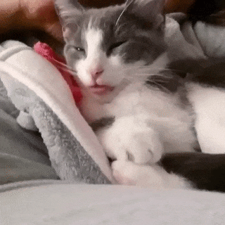 cat-purring-tongue.gif
