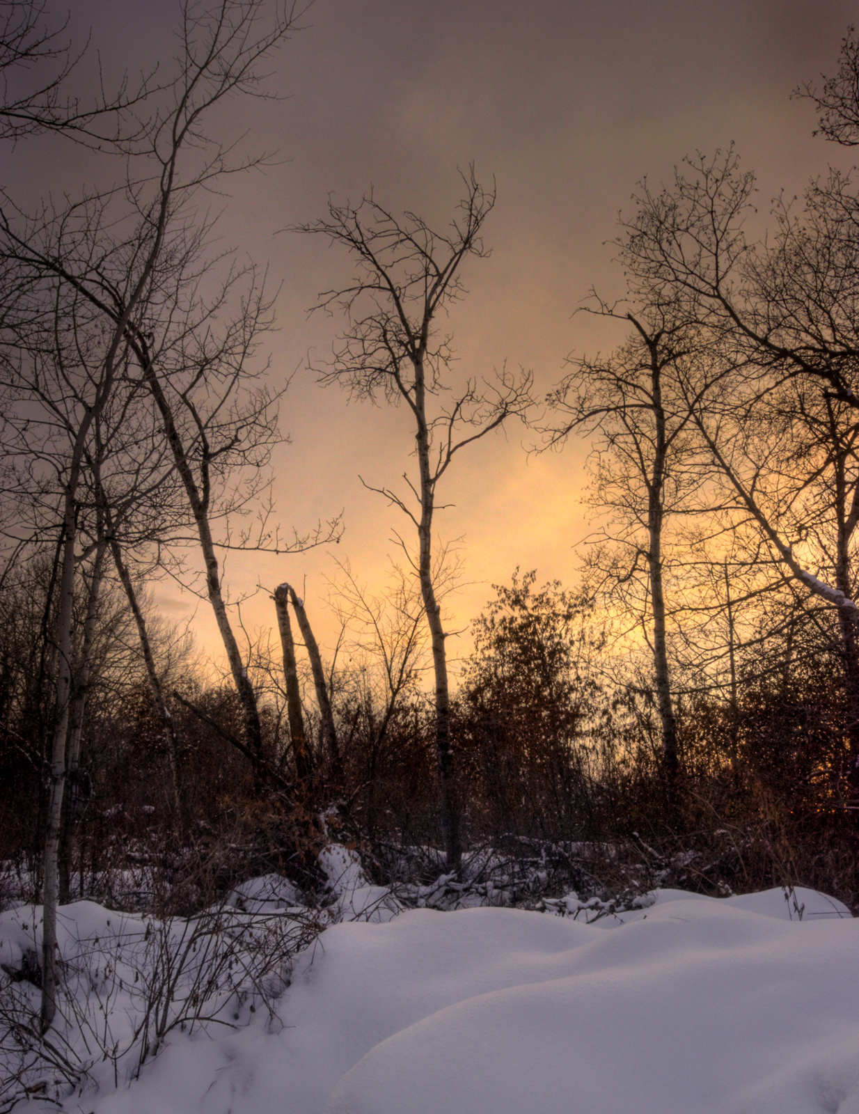 winter-trees-small.jpg