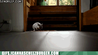 srF0BosQTEigwGXUAJQLlQ2.gif