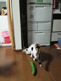 giphy.gif