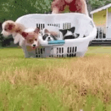 puppies-basket.gif