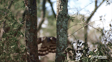 ani_hawk-between-trees.gif