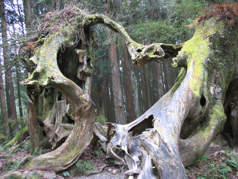 Heart_Shaped_Tree_01.jpg